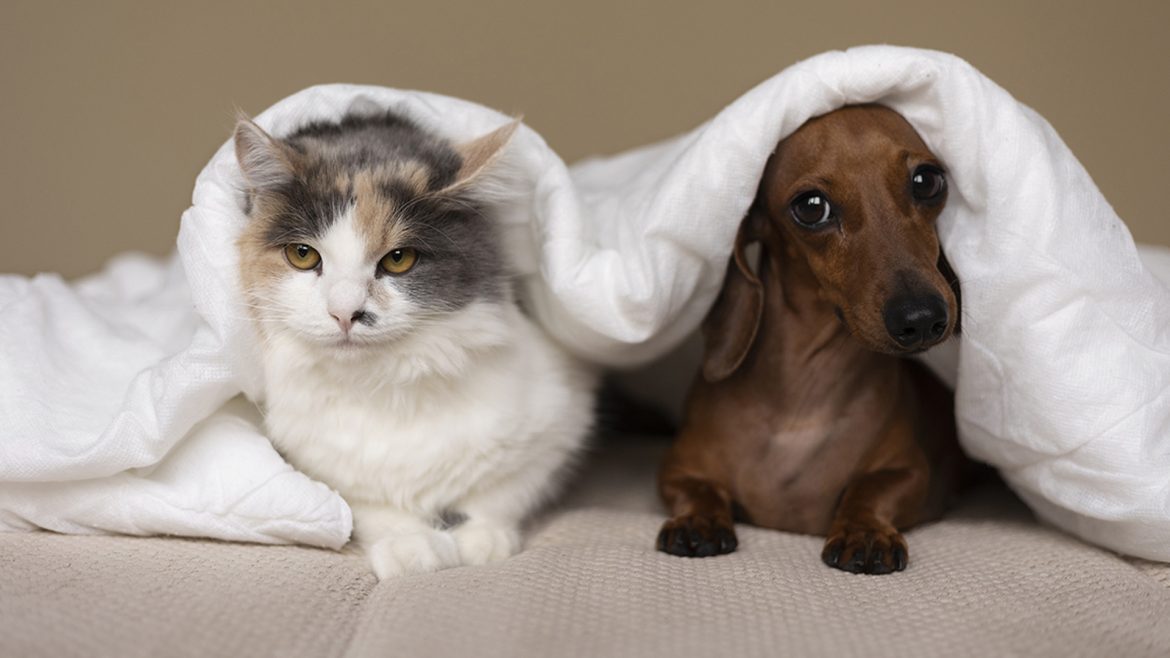 Benessere cane e gatto