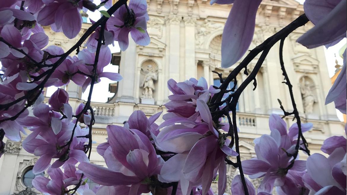 La fioritura delle magnolie in Piazza Niccolò Tommaseo